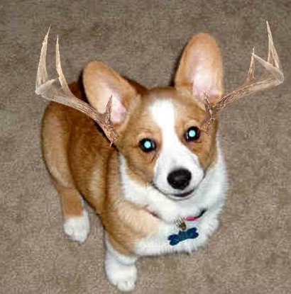 pembroke welsh corgi with antlers dogalope corgalope photoshop.jpg
