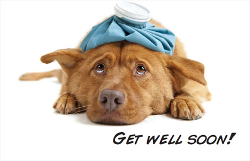 get-well-soon-dog.jpg