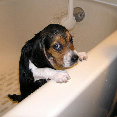 Brandys_first_bath.jpg
